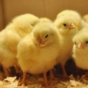 broiler chicks