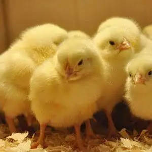 broiler chicks