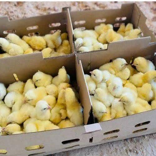 broiler chicks 3