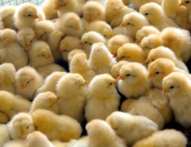 broiler chicks 4