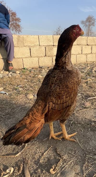 Aseel murgha available