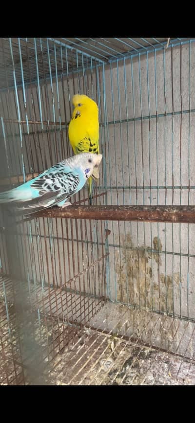 Exhibition hogo king size budgies