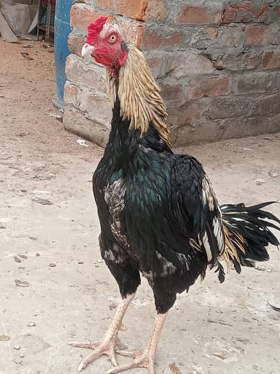 aseel morga for sale