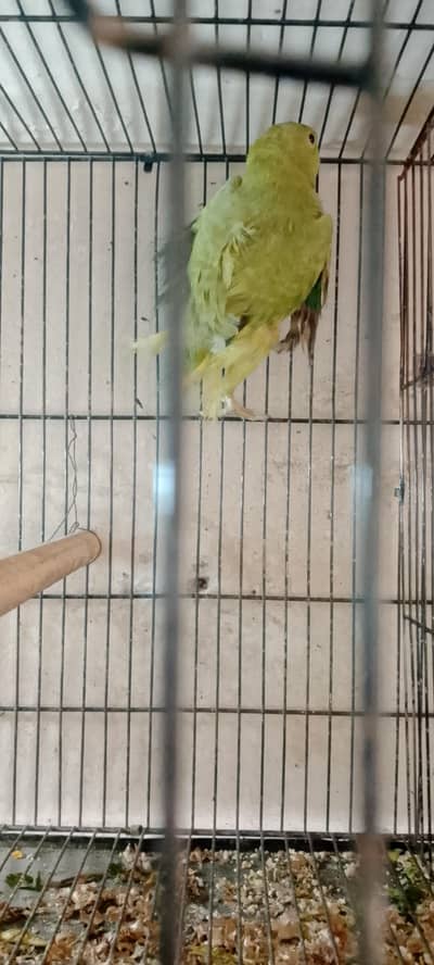 breeder female for sale