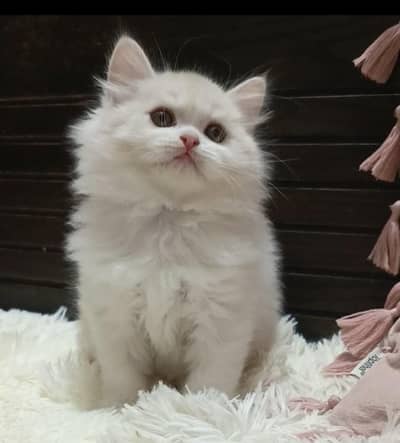 Ppersian cat/kittens punch/semi punch/triple coat /male/female