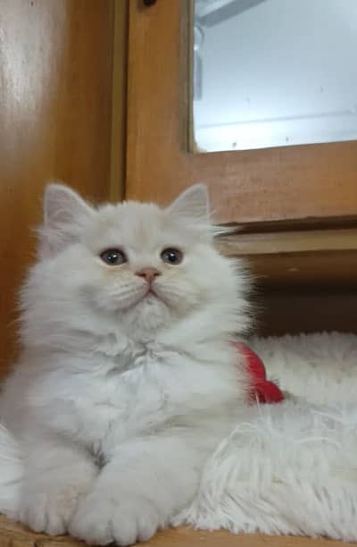 Ppersian cat/kittens punch/semi punch/triple coat /male/female