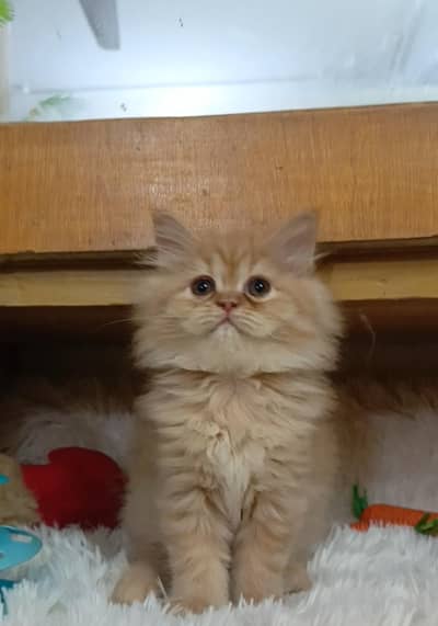 Persian punch/semi punch/triple coat /male/female kittens