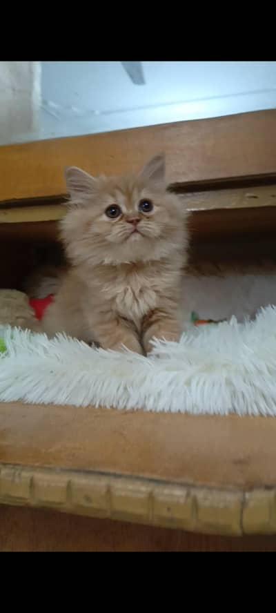 Persian punch/semi punch/triple coat /male/female kittens