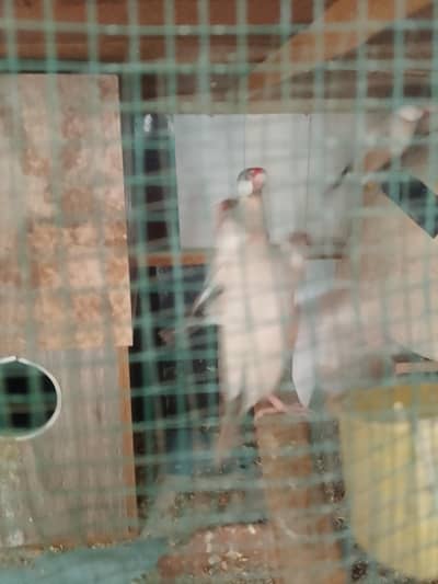 active and healthy pair