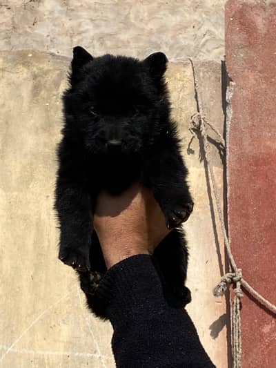 German shepherd | German Shepherd Puppy | Long Coat Puppy | GSD