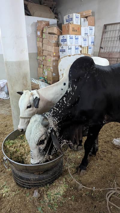 cow for sale