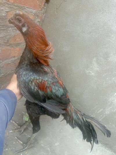 black dragon murga for sell