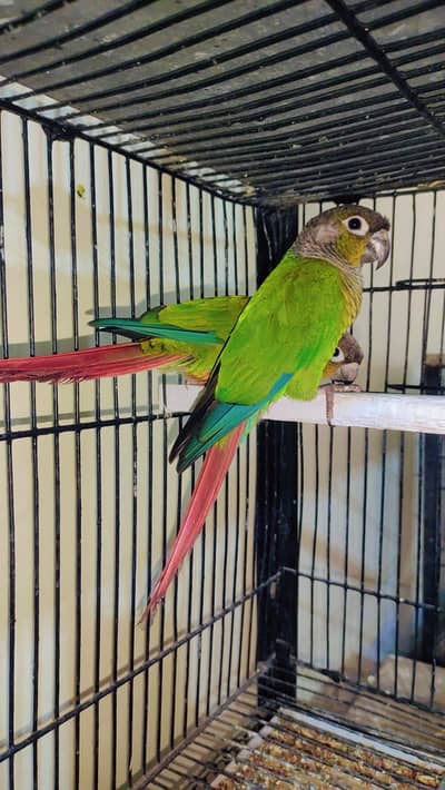 Yellow sided conure breeder pair with dna and budgies