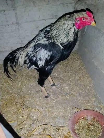 aseel jawa fight ki video available hai