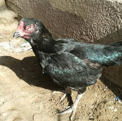 Miyanwali panjab Male lasani female available