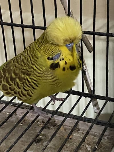 Exibition uk blood line