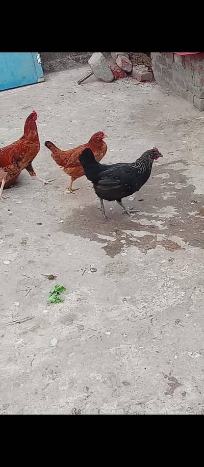 Desi murgiya fore saleee