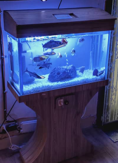 Glass Aquarium Fish Tank with Accessories – Excellent Condition