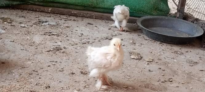 white heavy buff Cochin  chick age 45days old