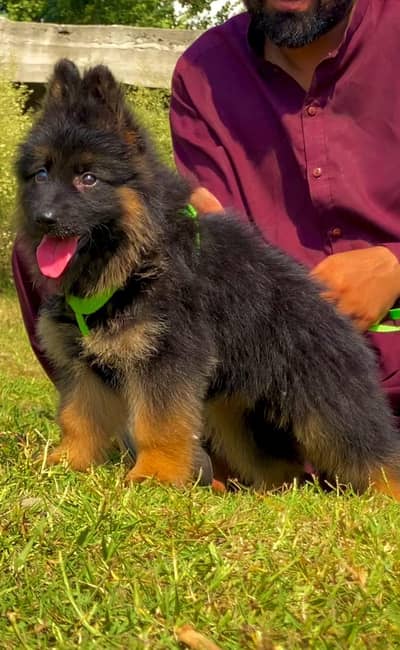 long coat German Shepherd black and 10 A1 quality