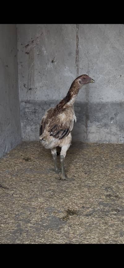 Pakistani pair and dragon pathi black skin pathy pathia