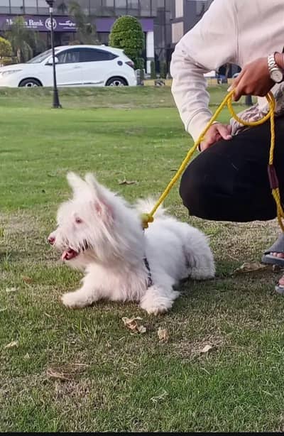 Poodle Zero size Available Watspp