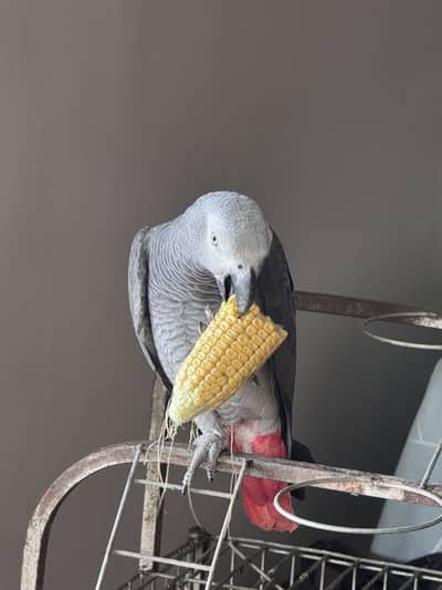 Grey Parrot