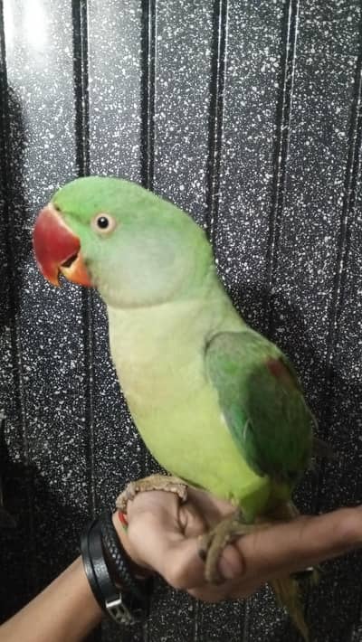 hand Tamed Raw Parrot
