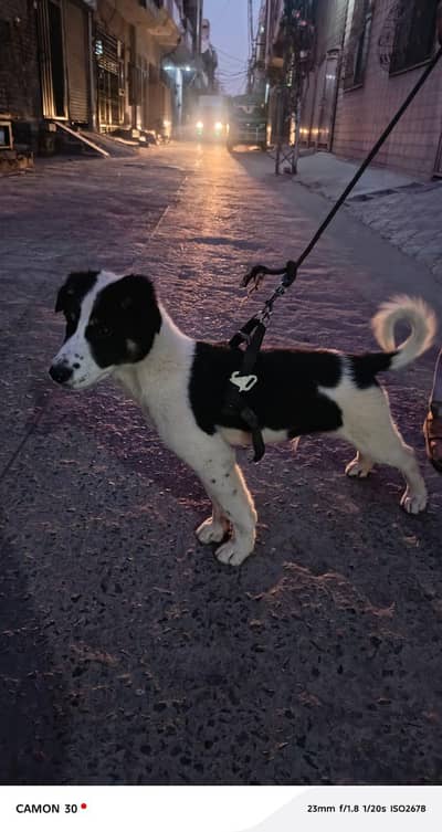 (0.3. 2.0. 4.4. 2.6. 5.3. 8) border collie dog  for sale