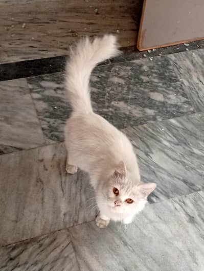 Persian cat female