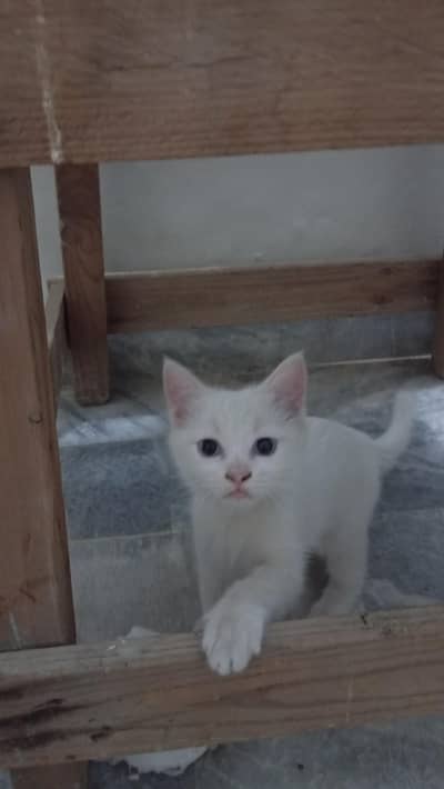 parsian female cat with a  kitten