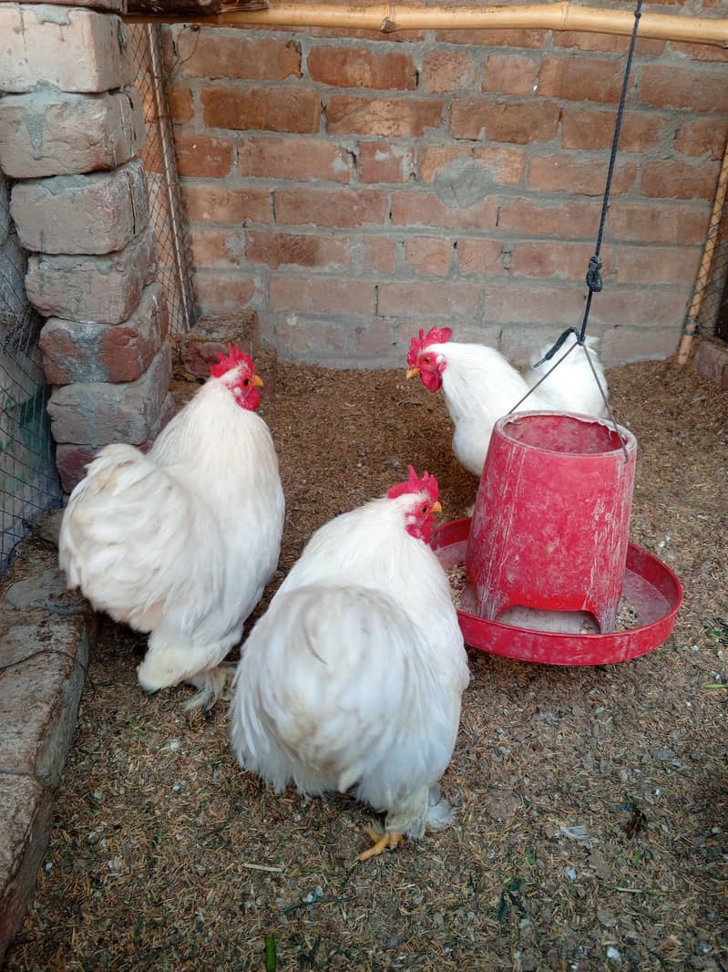 . اصیل چوزے اصیل سندھی ۔اصیل میانوالی ۔وائٹ بنٹم میل۔گولڈن مسری مرغیاں 0