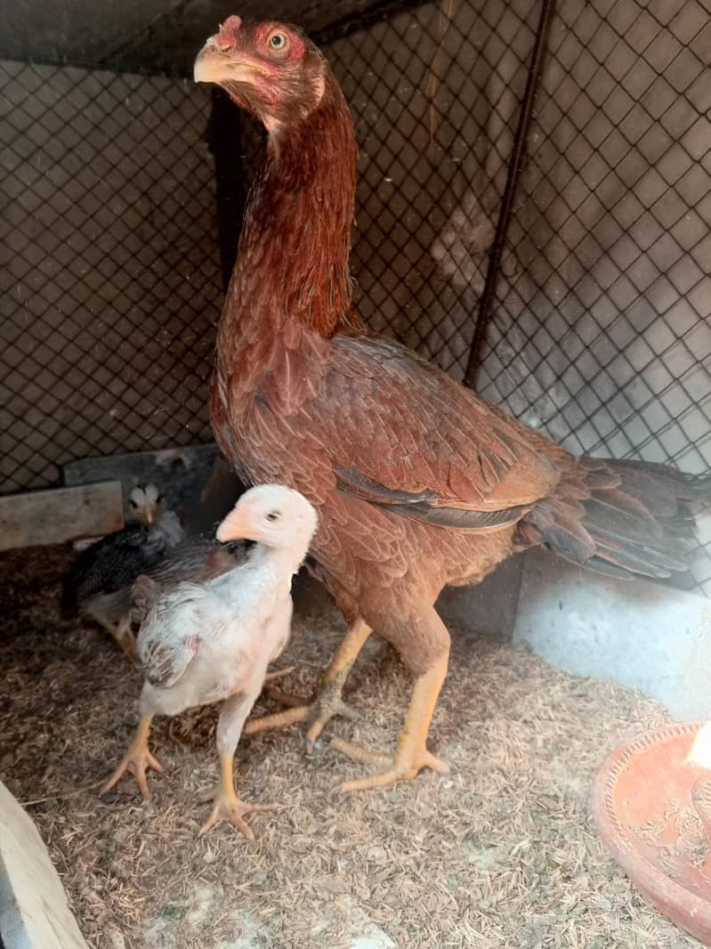 . اصیل چوزے اصیل سندھی ۔اصیل میانوالی ۔وائٹ بنٹم میل۔گولڈن مسری مرغیاں 1