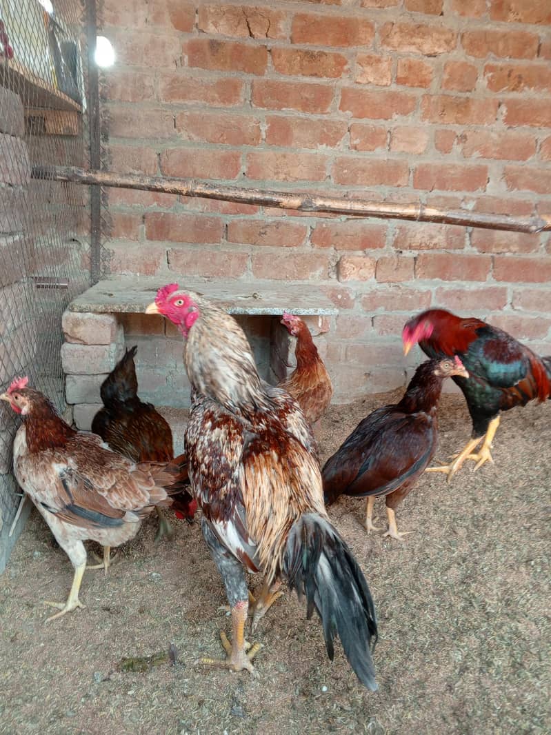 . اصیل چوزے اصیل سندھی ۔اصیل میانوالی ۔وائٹ بنٹم میل۔گولڈن مسری مرغیاں 2