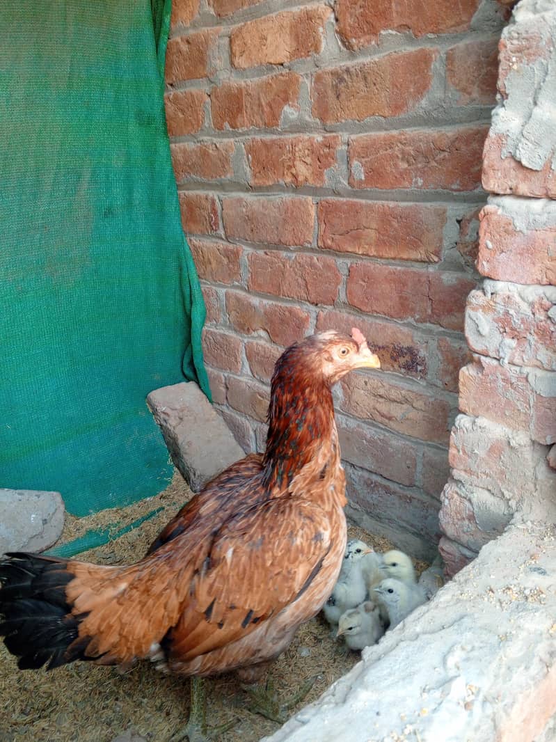 . اصیل چوزے اصیل سندھی ۔اصیل میانوالی ۔وائٹ بنٹم میل۔گولڈن مسری مرغیاں 3