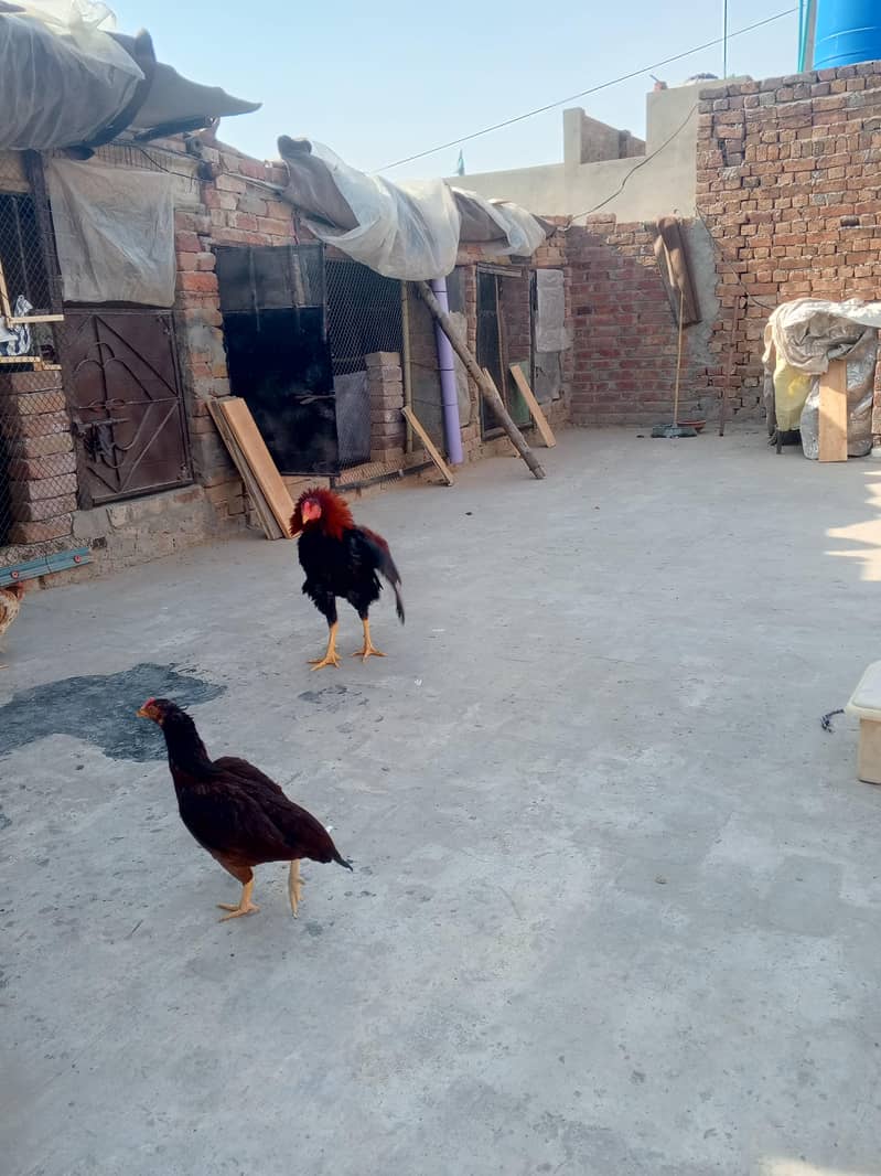 . اصیل چوزے اصیل سندھی ۔اصیل میانوالی ۔وائٹ بنٹم میل۔گولڈن مسری مرغیاں 4
