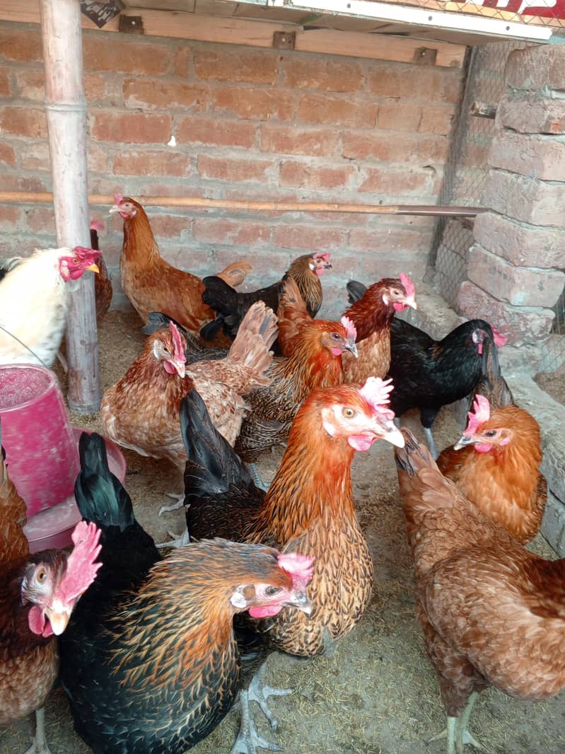 . اصیل چوزے اصیل سندھی ۔اصیل میانوالی ۔وائٹ بنٹم میل۔گولڈن مسری مرغیاں 5