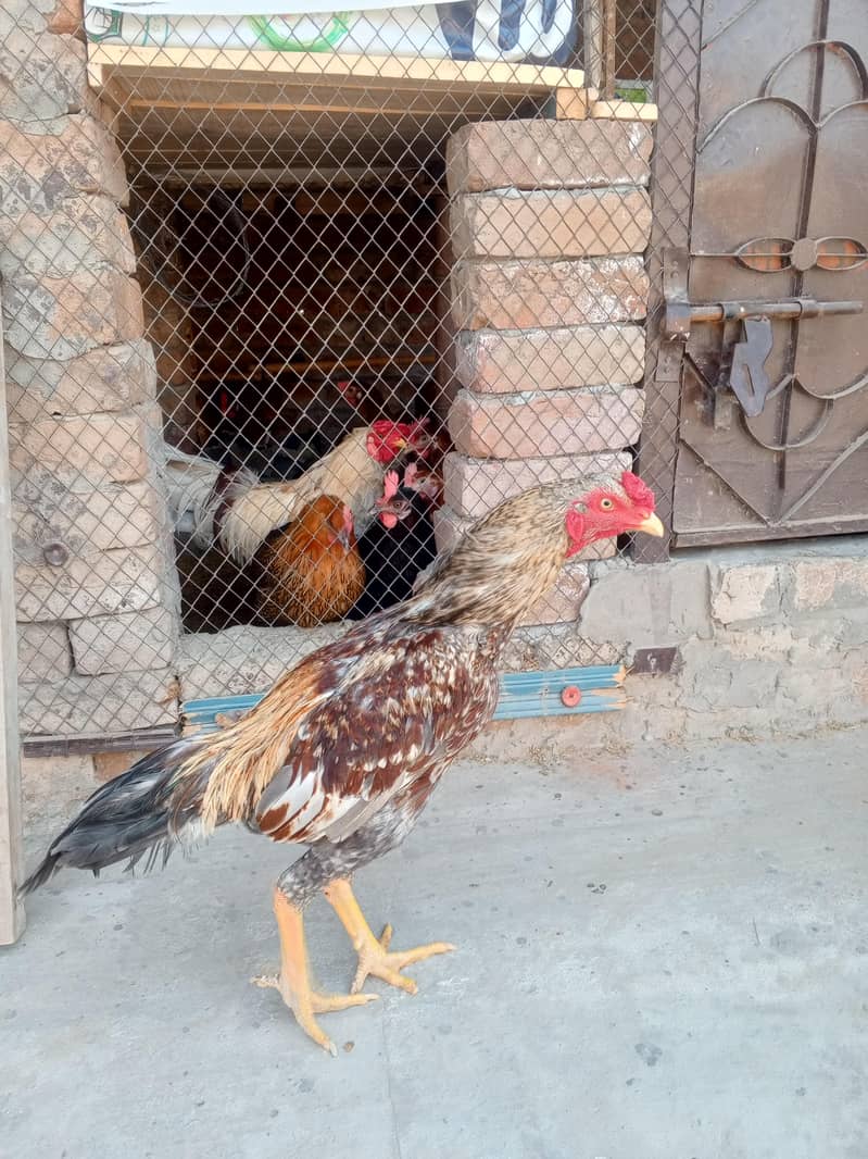 . اصیل چوزے اصیل سندھی ۔اصیل میانوالی ۔وائٹ بنٹم میل۔گولڈن مسری مرغیاں 6