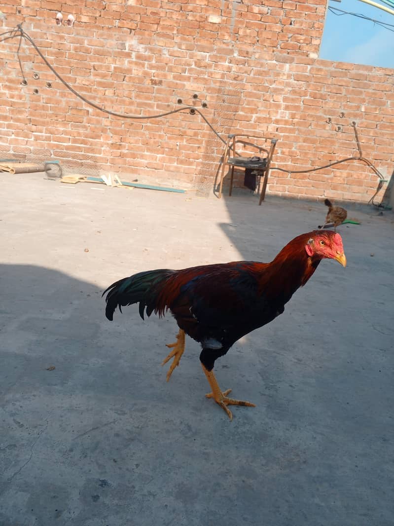 . اصیل چوزے اصیل سندھی ۔اصیل میانوالی ۔وائٹ بنٹم میل۔گولڈن مسری مرغیاں 7