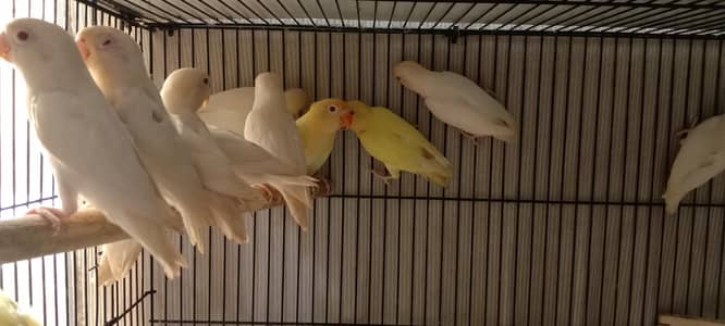 Albino Red Eyes Breeder Pairs For Sale