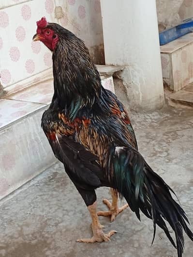 black jawa murga available here