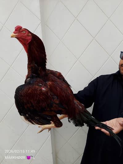 High quality pair available