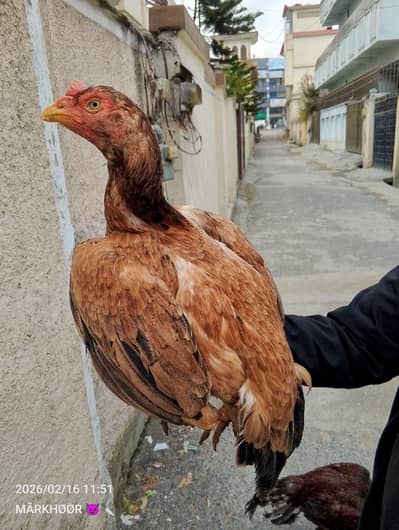 Aseel  Aseel murghi aseel mianwali high quality aseel madii available