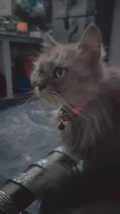 Double coat Persian cats pair for sell