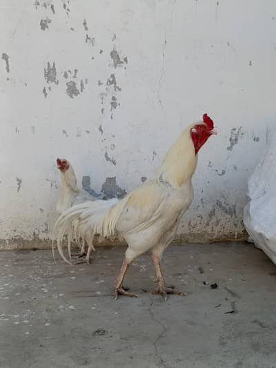 Heera Aseel mianwali