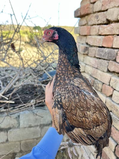 Aseel madiii for sale Parmooz nasalll ki madiii ha