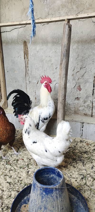 Desi murgian gher ka Dany pa pali high quality best price urgent sell