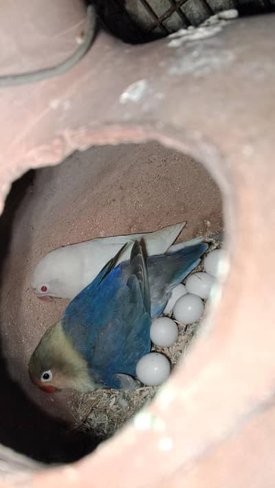 albino red eye into parblue ino