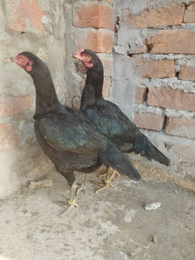 2 Lasani Aseel 3500/piece Hen Egg dai rai h