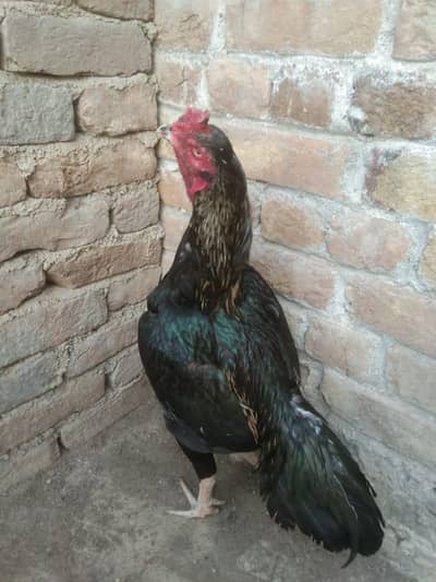 Aseel mianwali kandhari madi